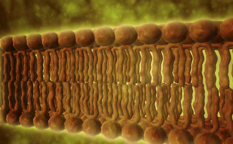 Visão microscópica de fosfolipídios.