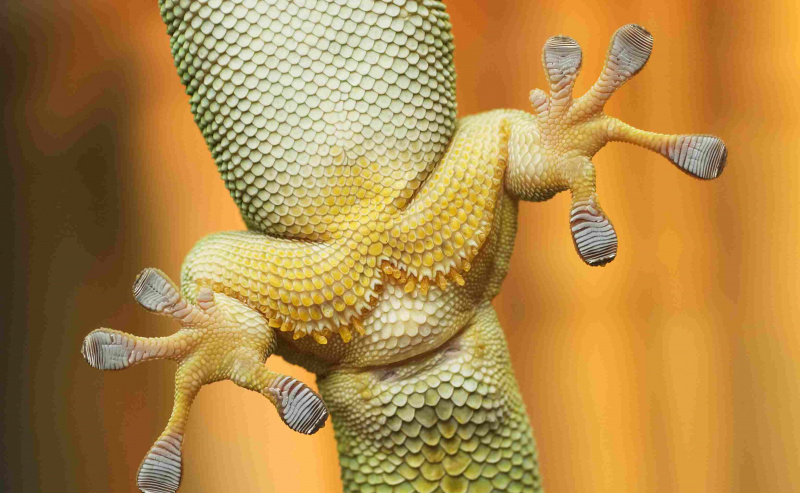 Geckofüße sind aufgrund von Van-der-Waals-Kräften, elektrostatischen Kräften und Lipiden auf ihrer Haut klebrig.