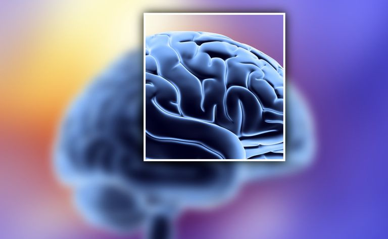 Cervello Sulci e Gyri