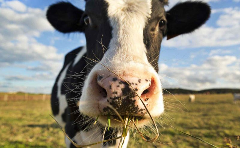 Una mucca da latte che mastica erba