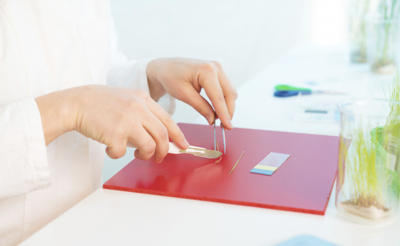 Un scientifique coupe un spécimen en petits morceaux pour une utilisation dans des diapositives à montage sec