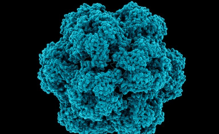 Brommosaikvirus - Pflanze