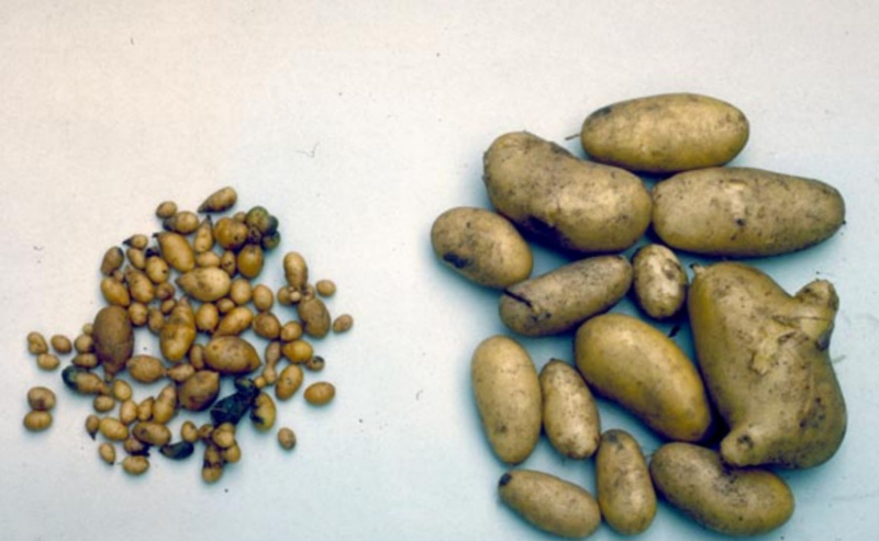 Kartoffelspindelknolle Viroid