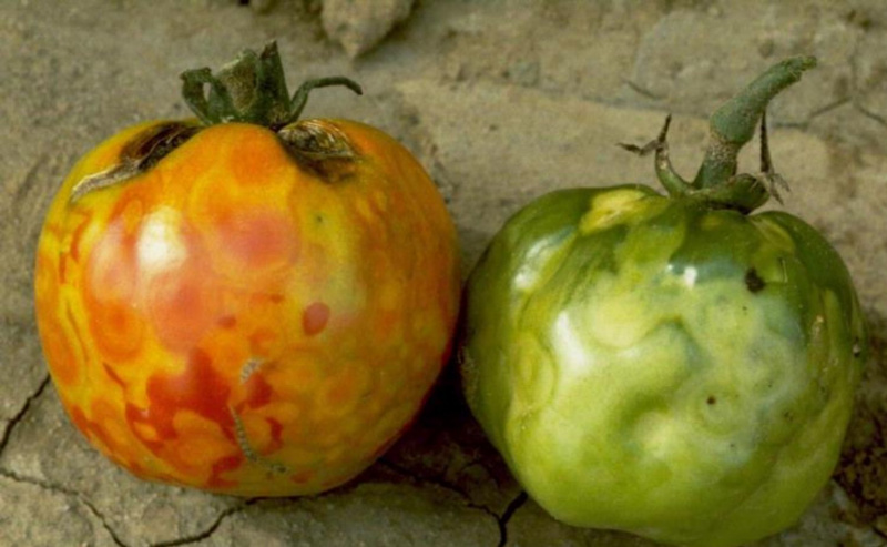 Tomaten-Fleckenwelke-Virus