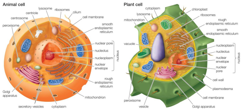 Célula Animal vs Célula Vegetal