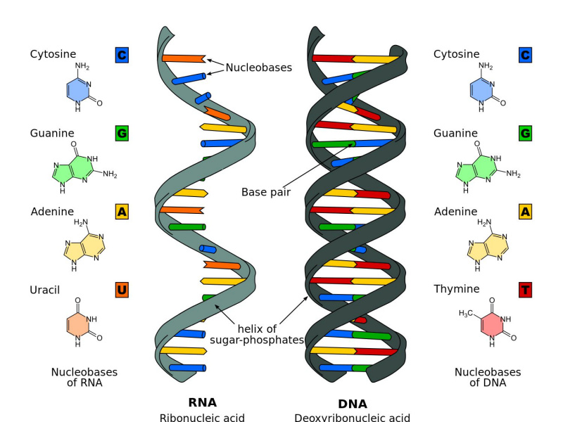 DNA- und RNA-Vergleich