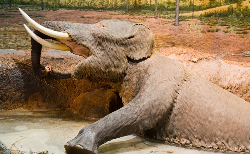 Modelo de mastodonte americano