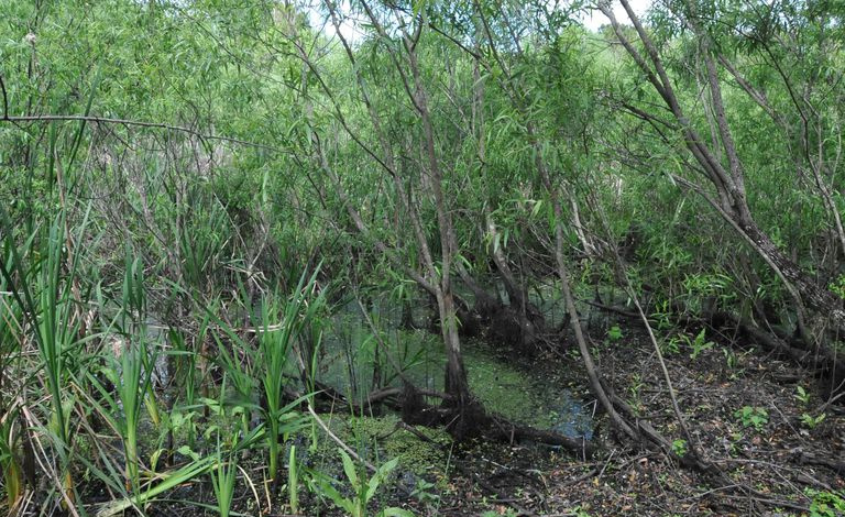 Windover Bog, Florida
