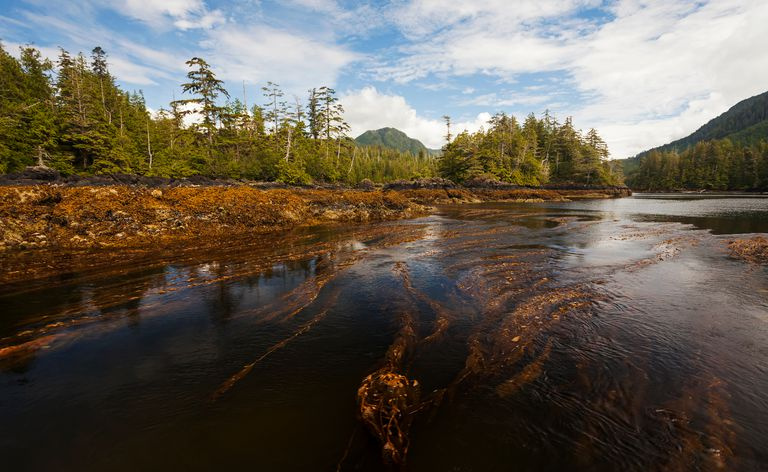 Bull Kelp Forest, Vankūveras sala, Kanāda