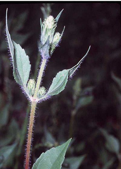 Marsheller (Iva annua)