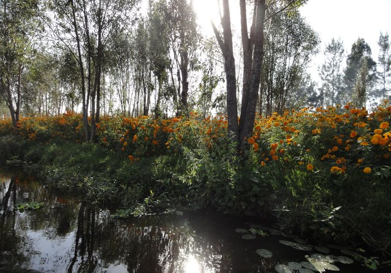 Chinampa-Gärten in Xochimilco