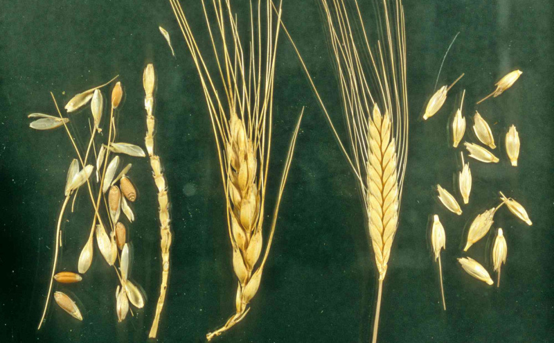 Comparação de Pão (esquerda) e Trigo Einkorn (direita)