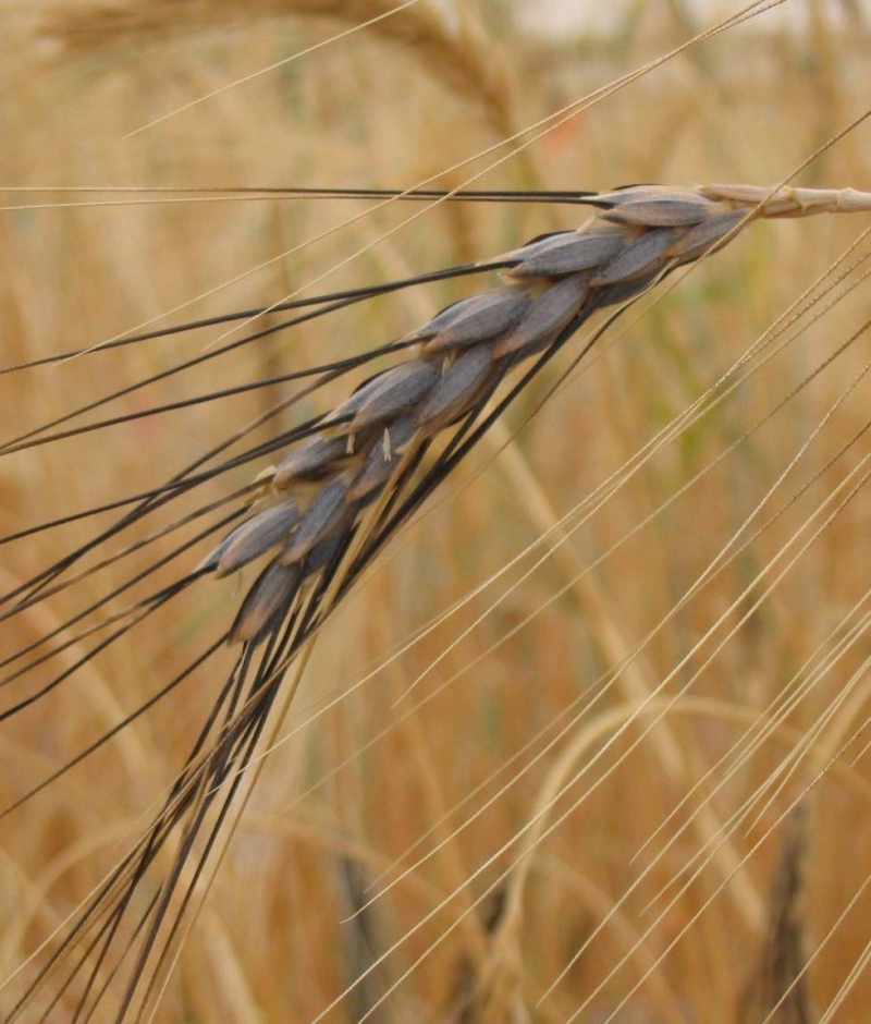 Trigo selvagem Emmer (Triticum turgidum ssp. dicoccoides)