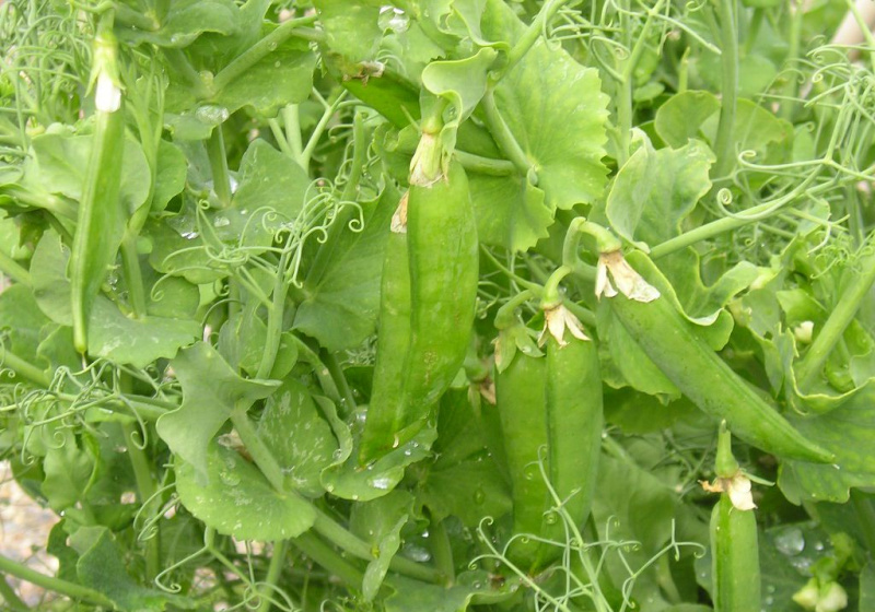 Ervilhas (Pisum sativum) var Markham