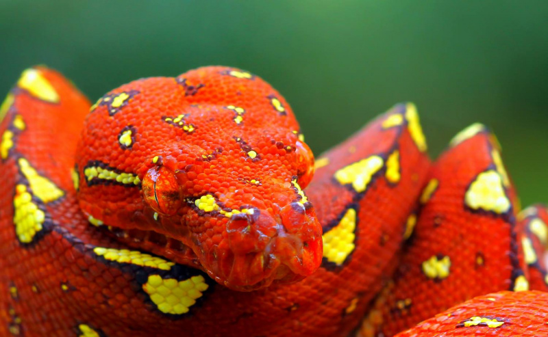 Rød Python