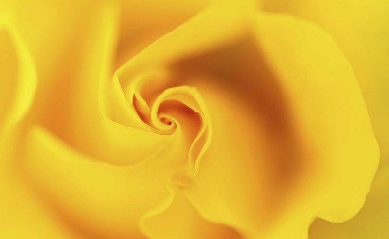 Gul Rose