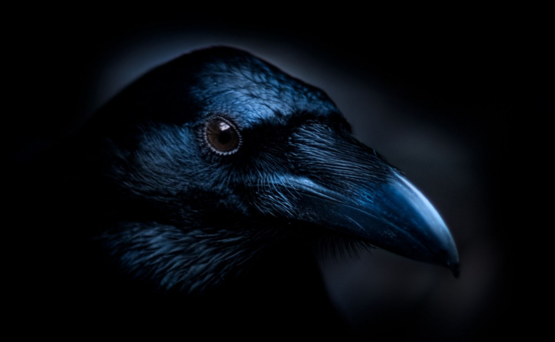 Svart ravn