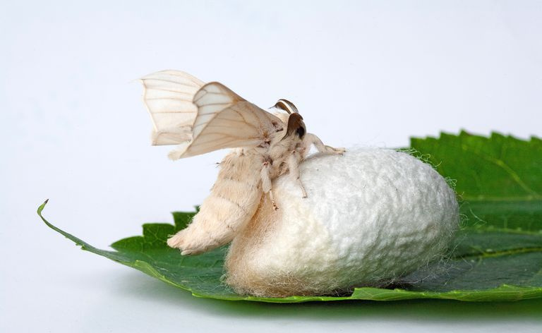 Silkemøll og kokong på Mulberry Leaf