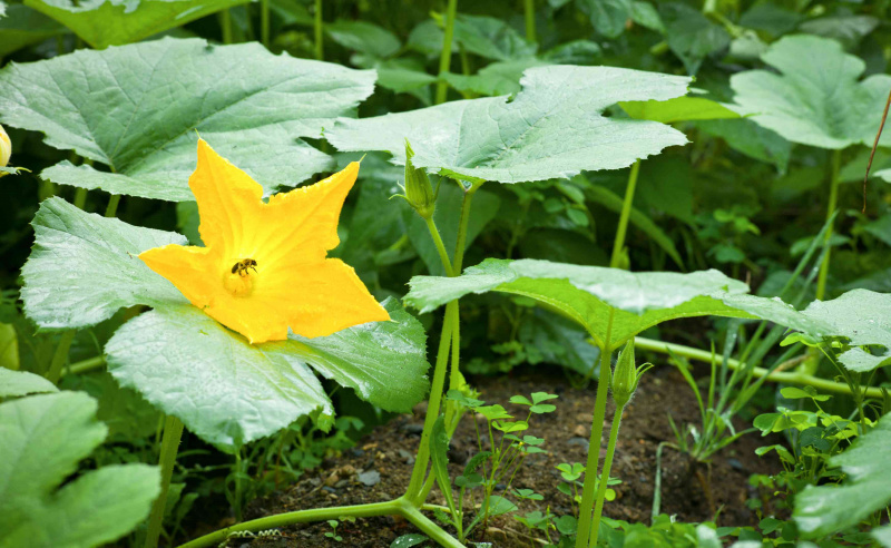 Stachellose Biene bestäubt eine Kürbisblume.