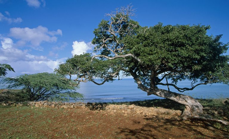 Alberi lungo la baia di La Isabela in una giornata di sole.