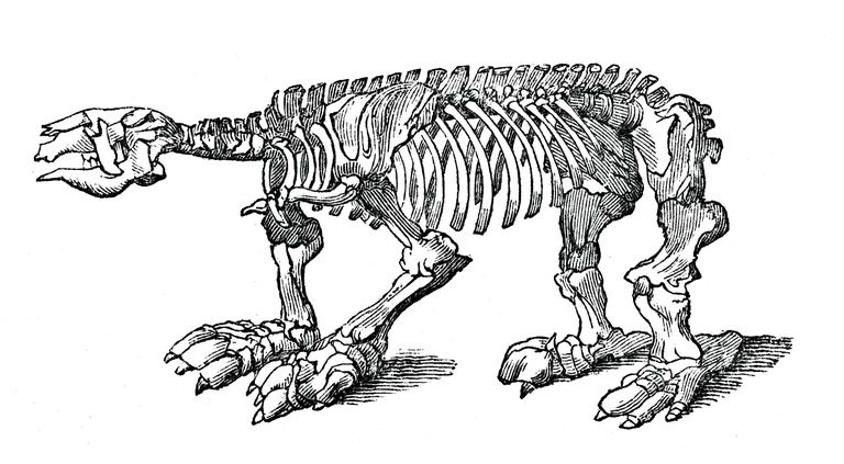Megatērija skelets, izmiris milzu zemes sliņķis, 1833. Mākslinieks: Džeksons