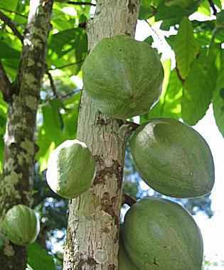 Kakaotre (Theobroma spp), Brasil