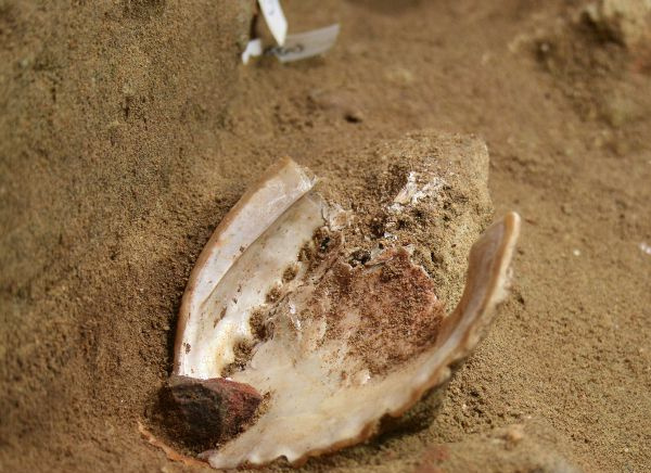 Abalone Shell fra Toolkit 2 ved Blombos Cave