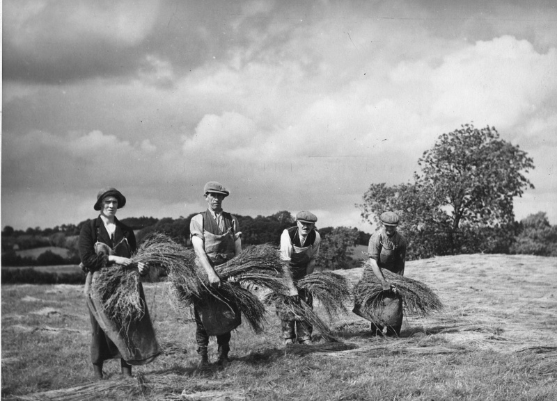アイルランドの農場労働者は、1940 年頃、畑に干すために亜麻を並べる
