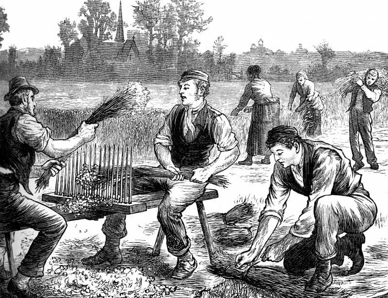 農業労働者が亜麻をやじる、カリフォルニア州。 1880年