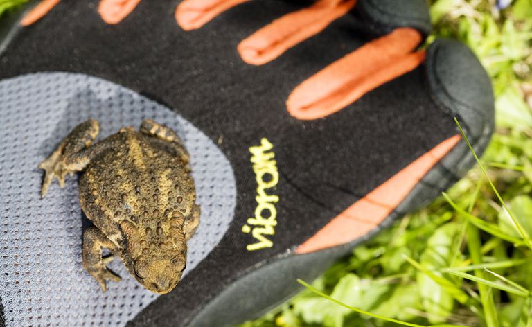 Vibram Five Fingers Footwear z żabką