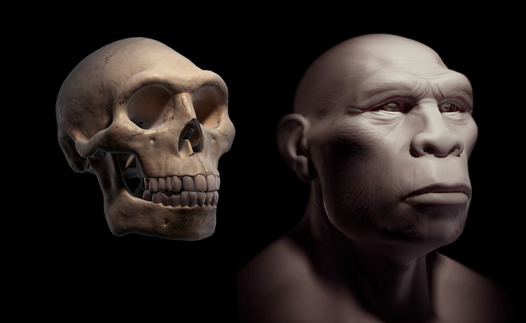 Homo Erectus con Calavera