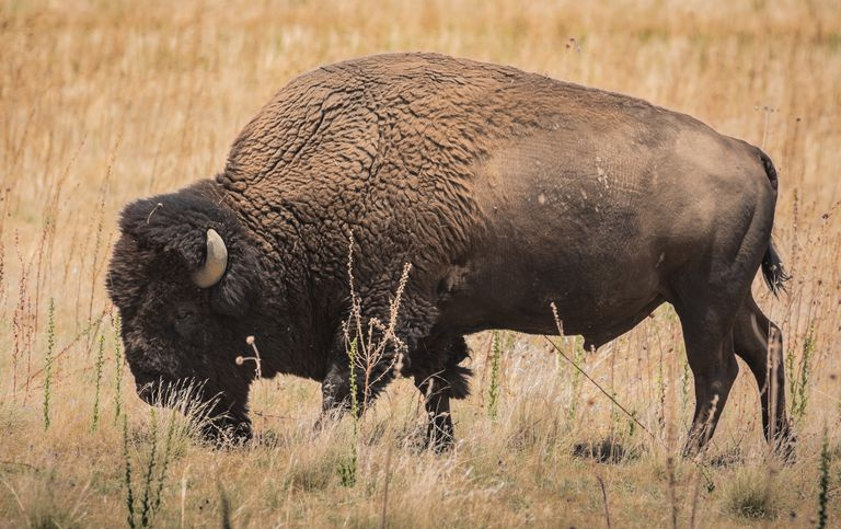 Bisons grasen auf Antelope Island, Utah