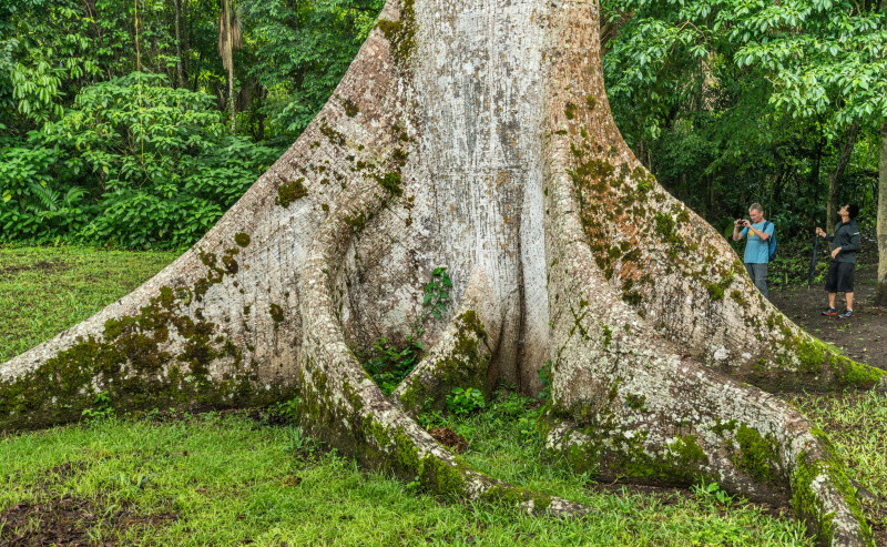 Ceibas koks Karakolā, Belizā