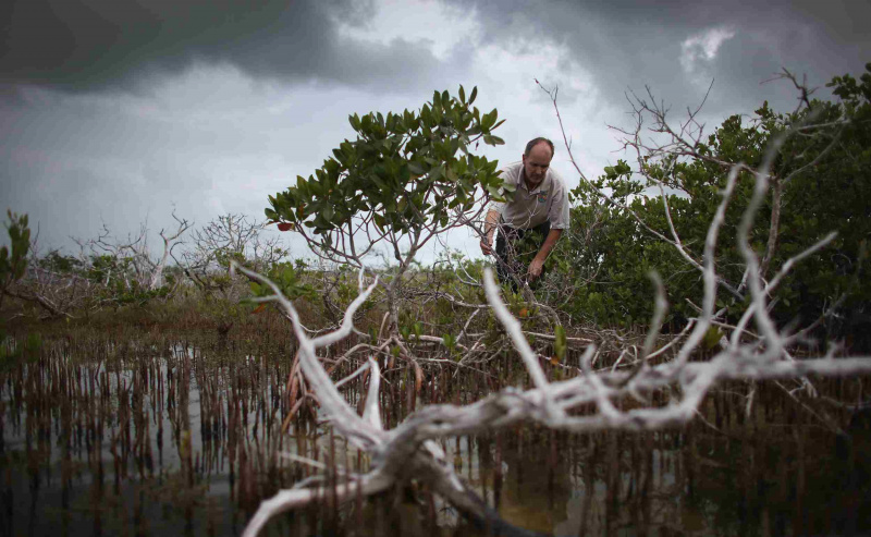 Impacts du changement climatique sur les Florida Keys