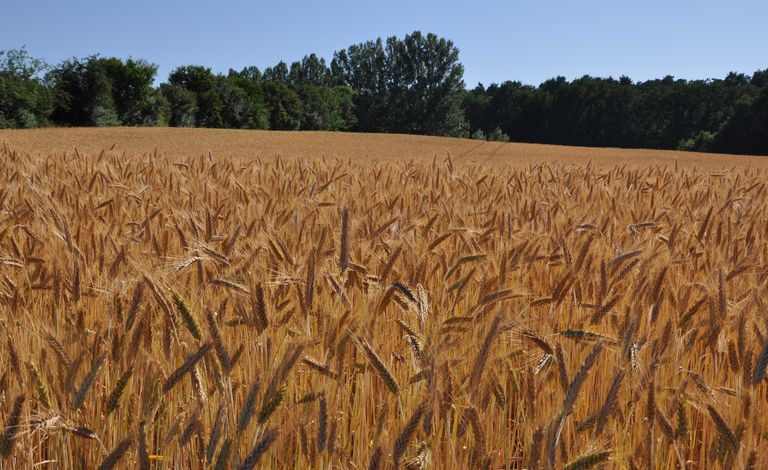 Campo de Centeio (Secale cereale)