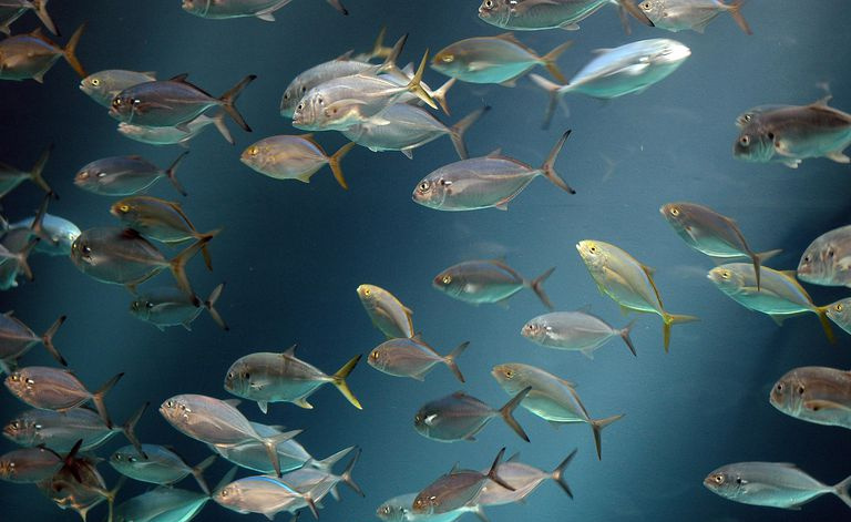 Il pesce nel fiume