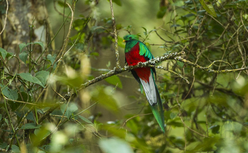 Un pájaro quetzal de colores brillantes posado en una rama.