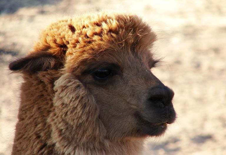 Alpaca