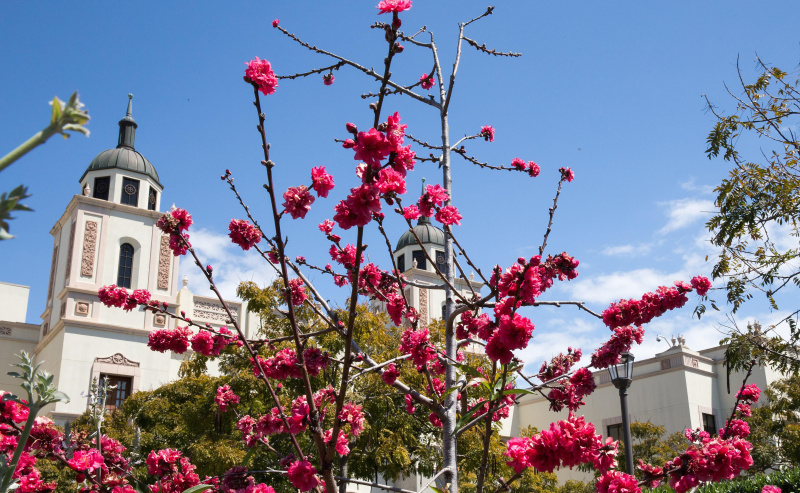 Università di San Diego