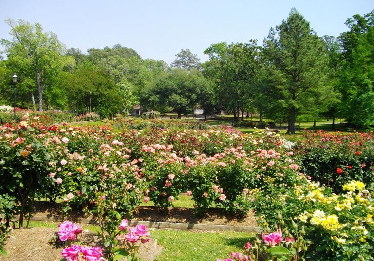 Jardín de rosas en Tyler, Texas