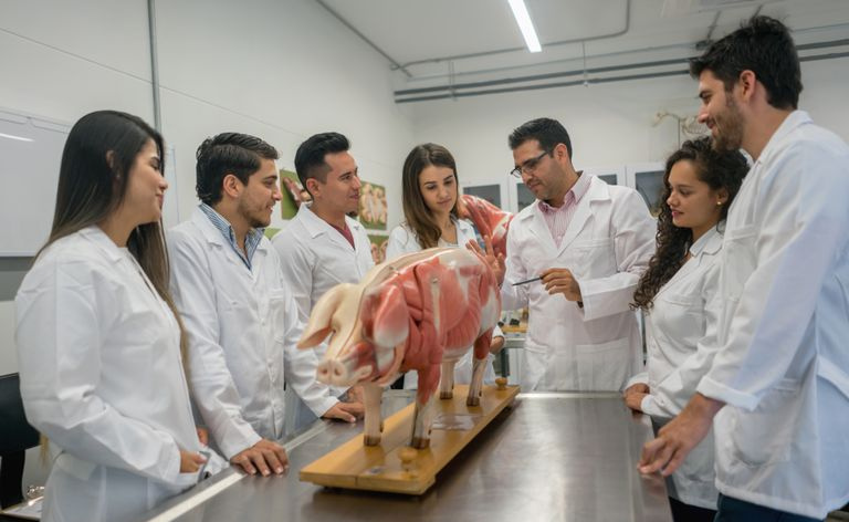 Grupa studentów weterynarii w klasie anatomii