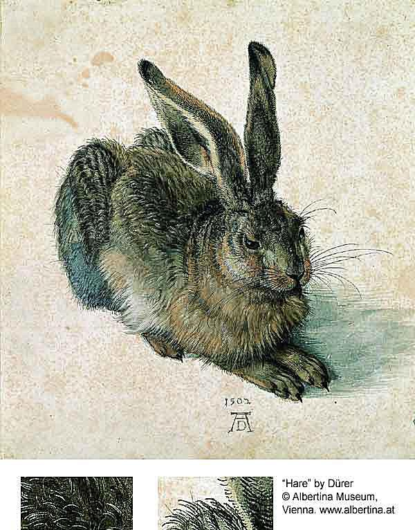 Królik lub zając - Albrecht Dürer