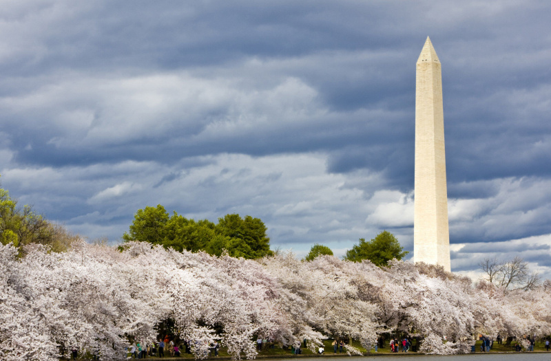 Monumento a Washington y flores de cerezo alrededor de Tidal Basin, Washington, DC